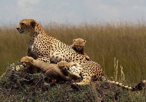 Tanzania Safaris
