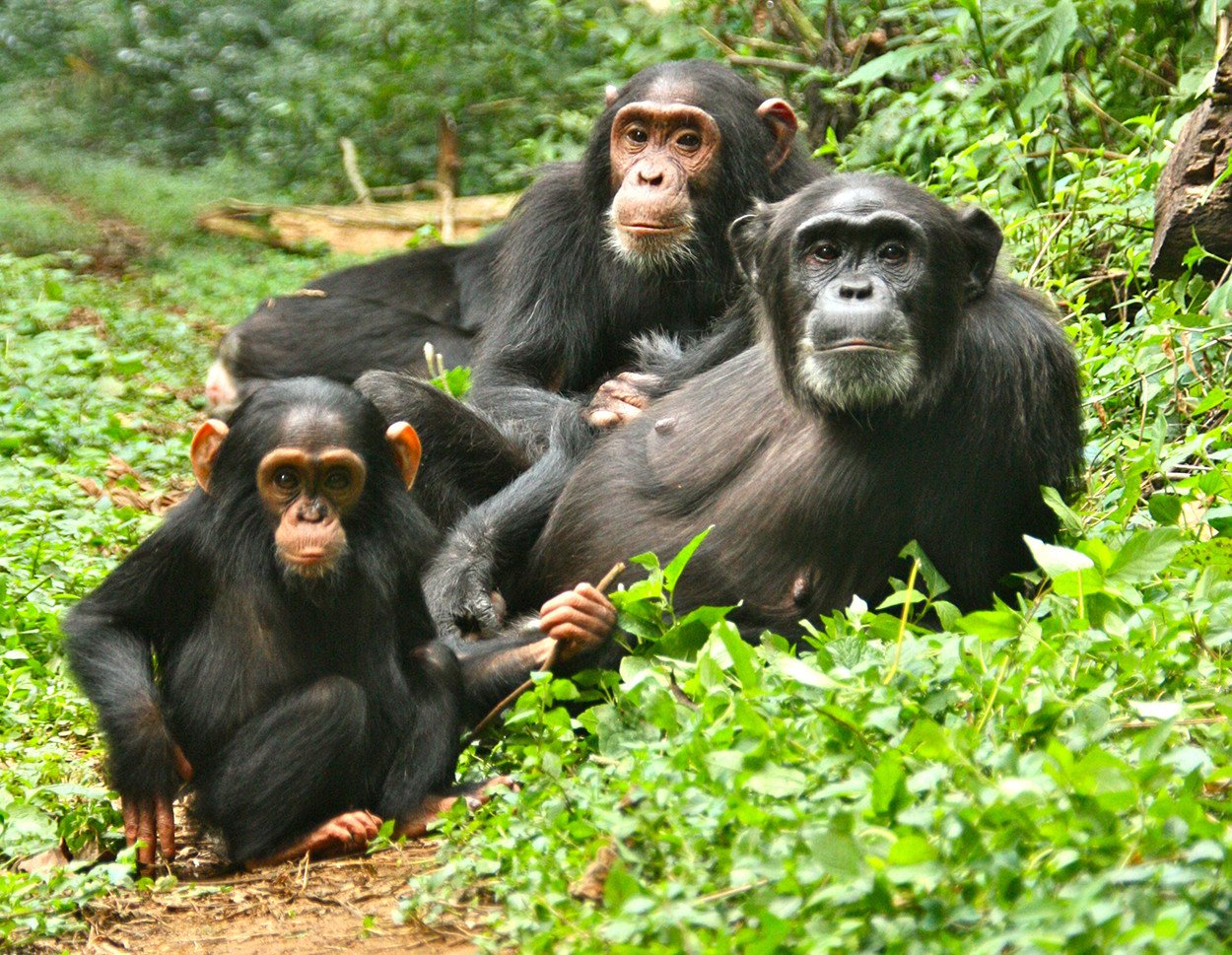 Uganda Safaris