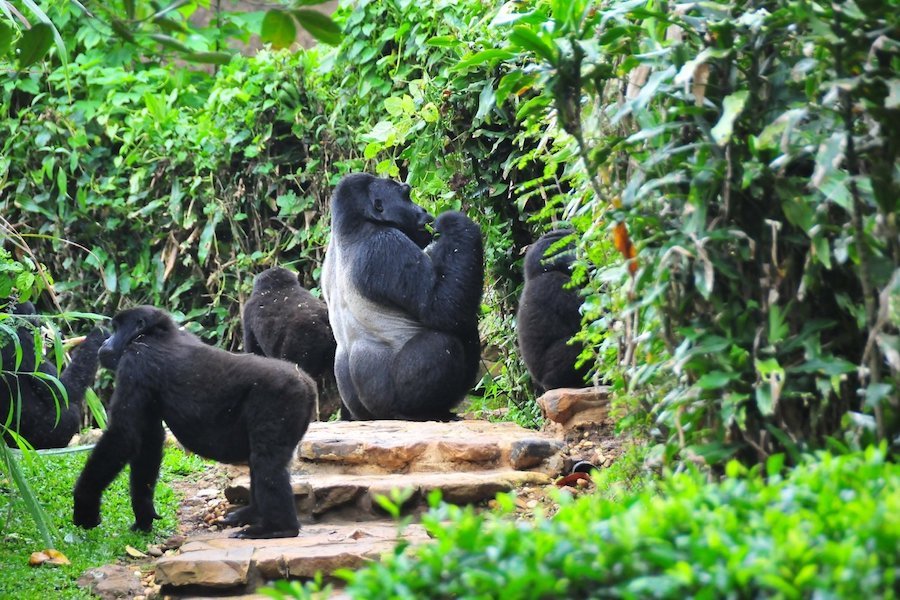 3-Day Rwanda – Uganda Gorilla Trekking Safari