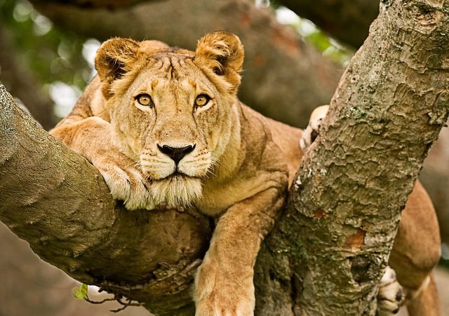 3-Day Queen Elizabeth National Park
