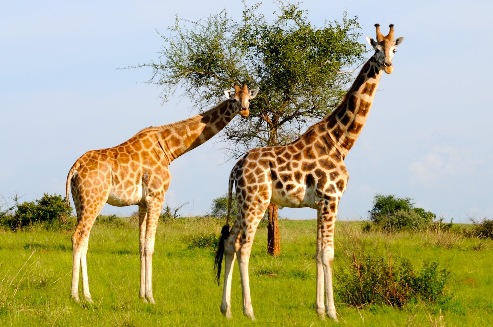 Safari Highlight 1