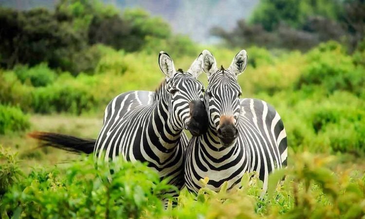 Safari Highlight 2