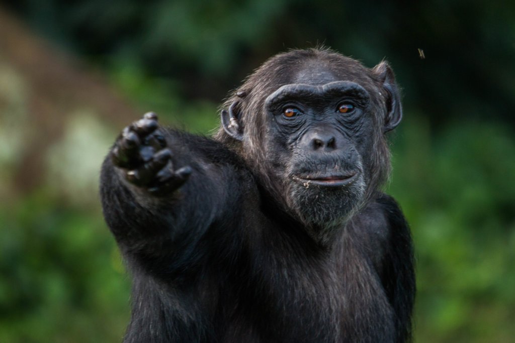 4-Day Rwanda – Uganda Gorilla Safari