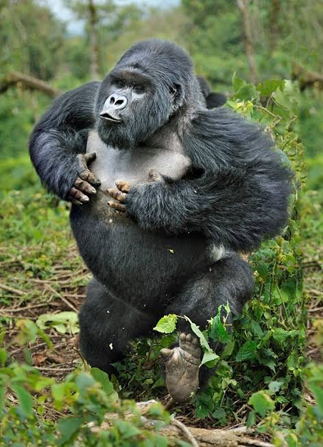 6-Day Uganda–Rwanda Gorilla Safari