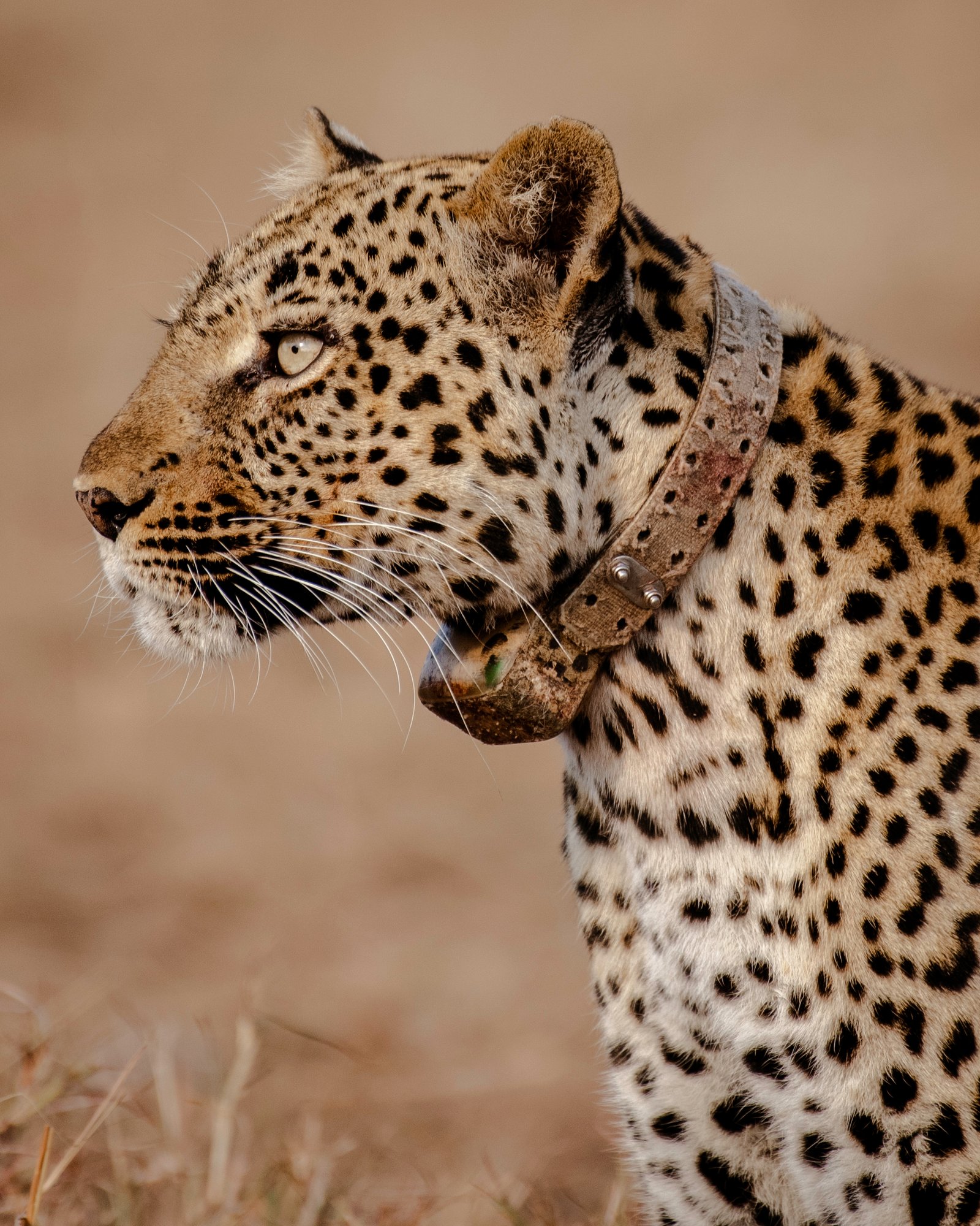 8-Day Uganda–Rwanda Safari Itinerary