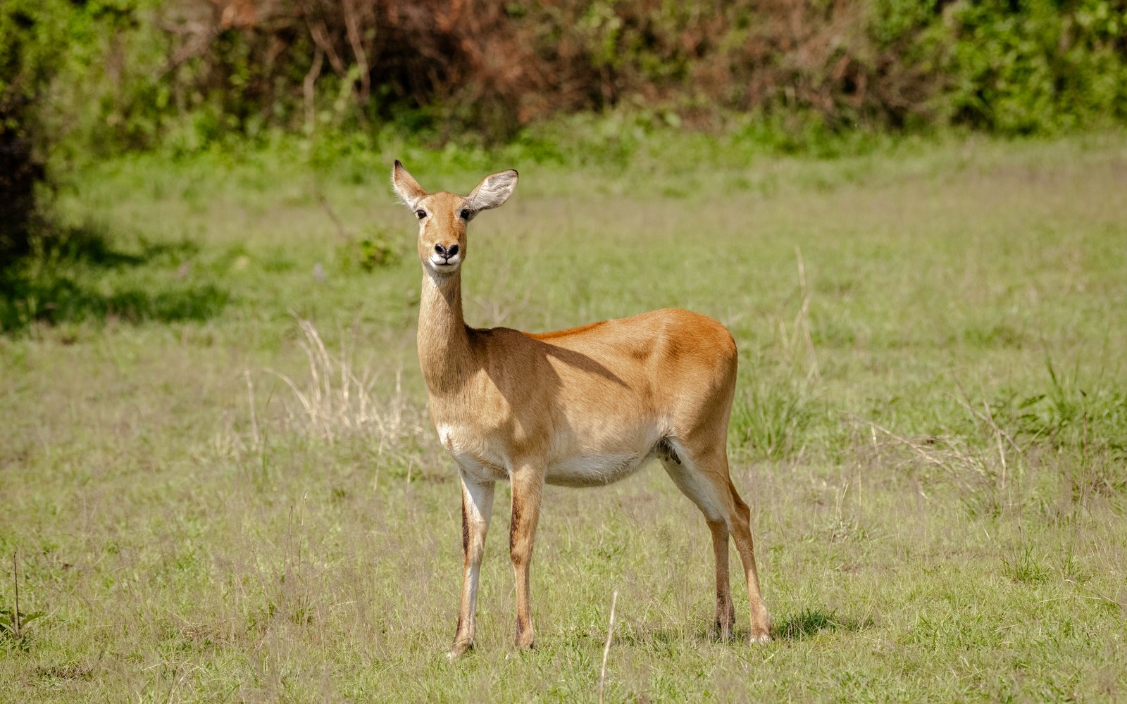 Safari Highlight 2