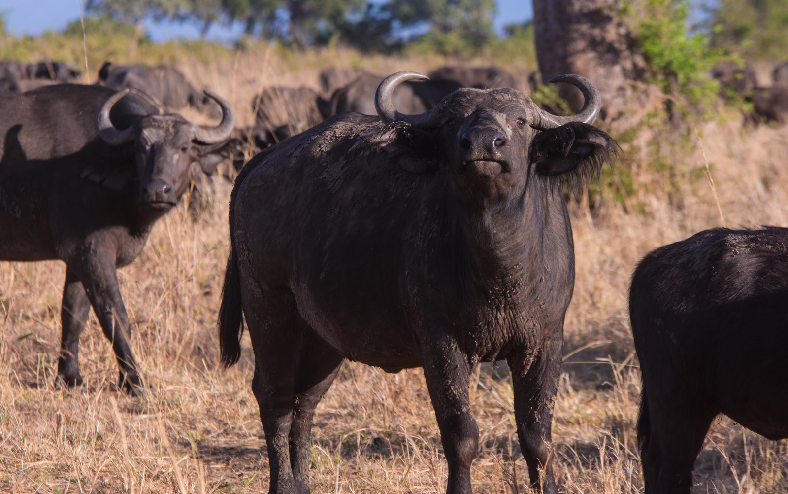 14-Day Uganda & Rwanda