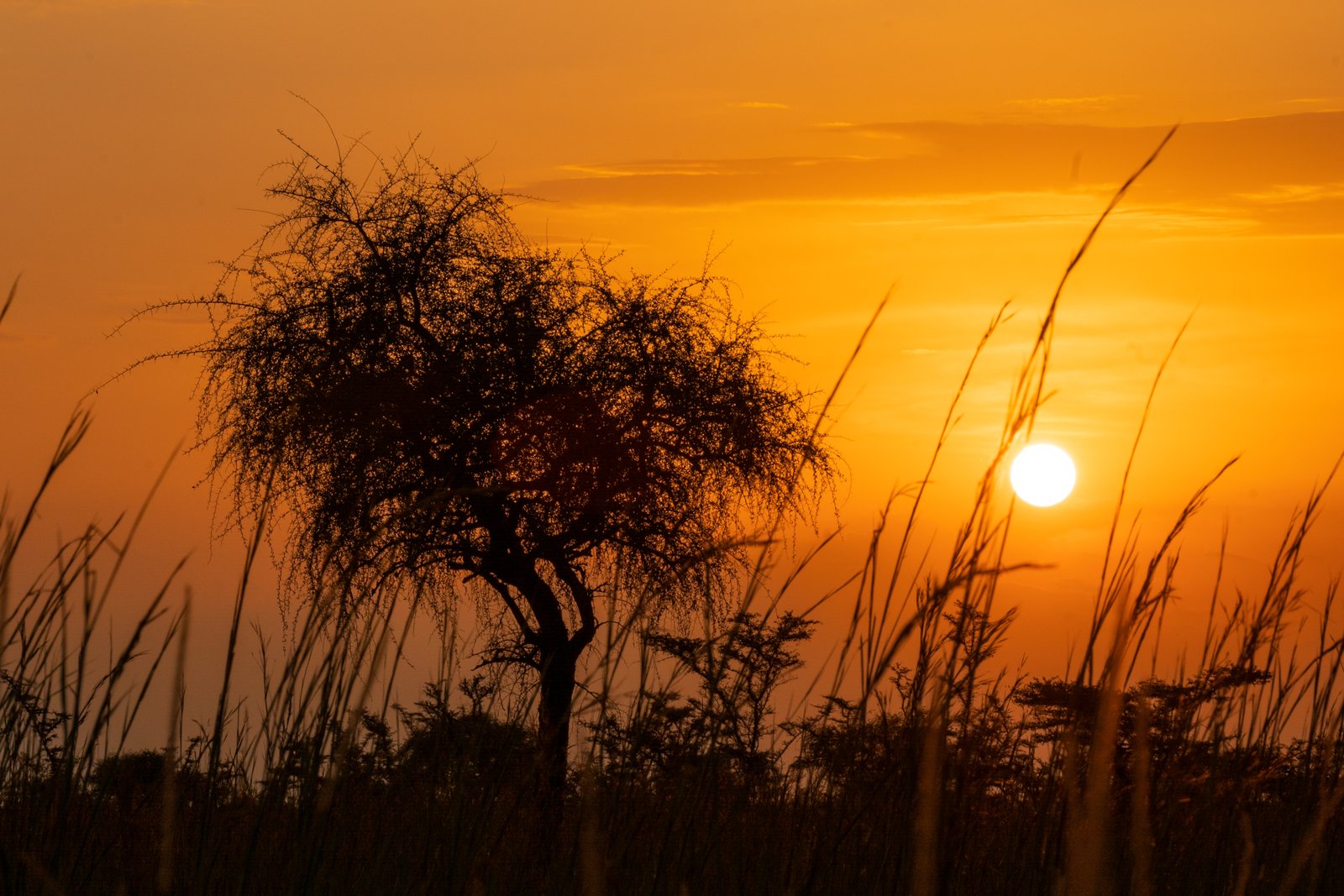 Safari Highlight 3