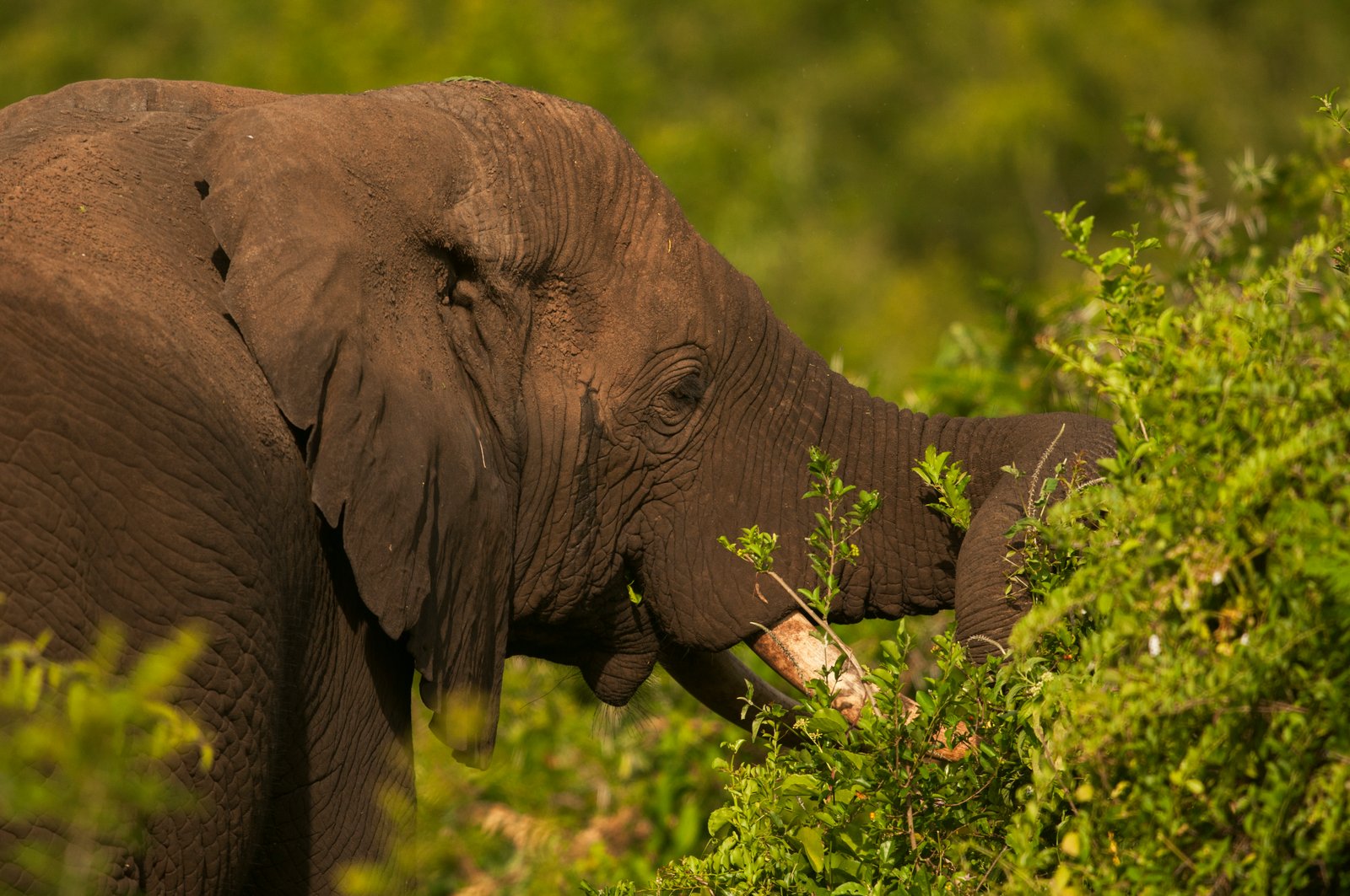 Safari Highlight 2